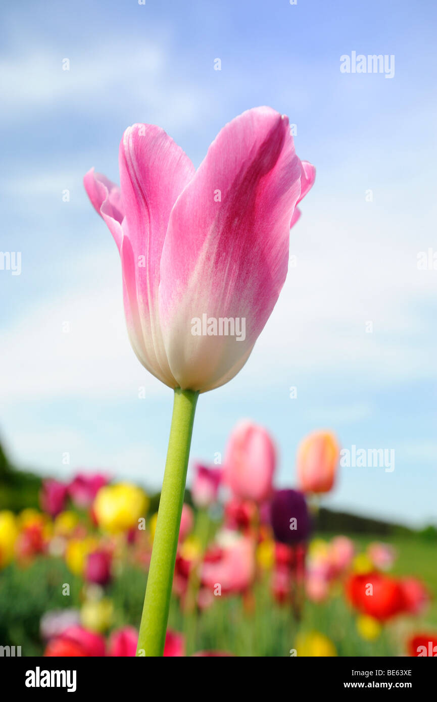 Tulpen auf einer Wiese in der Nähe von Ambach, Starnberger See ... Tulpen auf einer Wiese in der Nähe von Ambach, Starnberger See ...