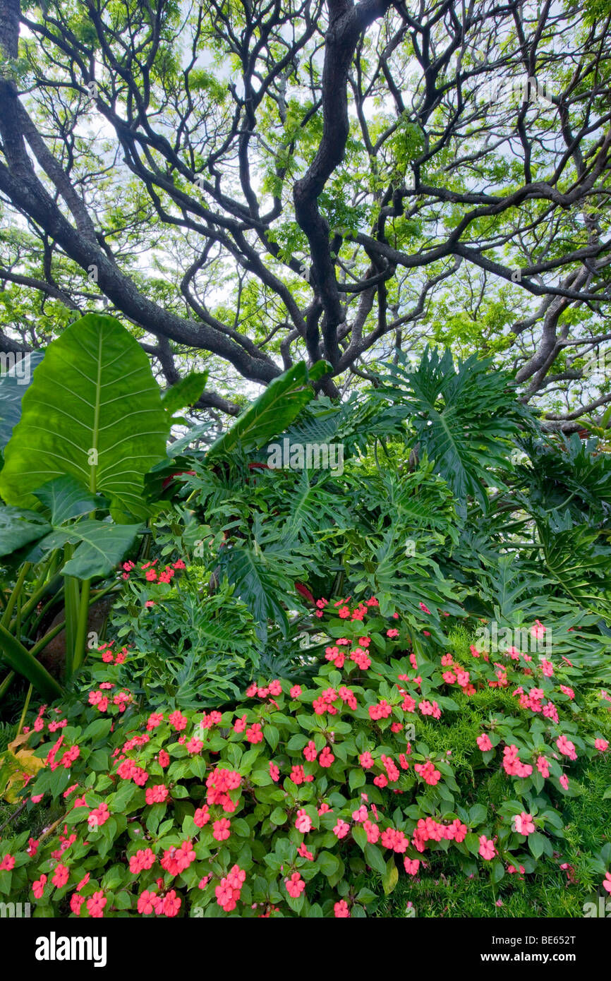 Impatiens und Baum. Kauai, Hawaii Stockfoto
