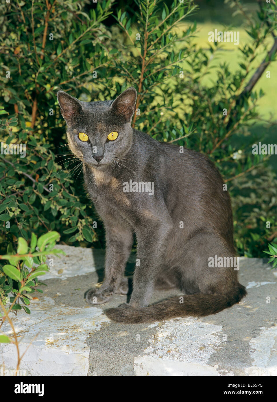 Russisch Blau Katze - auf einer Mauer sitzend Stockfoto