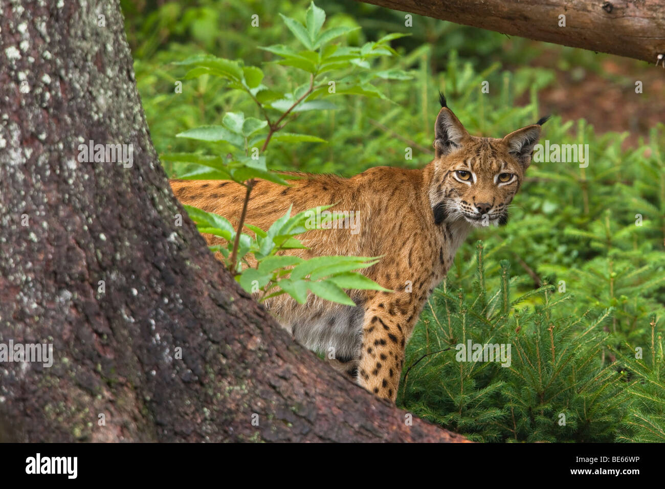 Europäischer Luchs (Felis Lynx, Lynx Lynx) stehen hinter einem Baum. Stockfoto