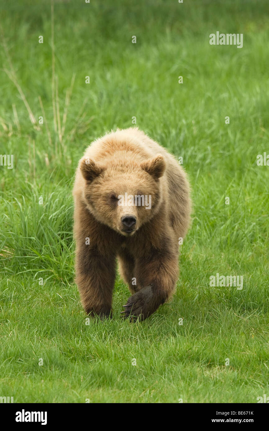 Europäischer Braunbär (Ursus Arctos) zu Fuß über eine Wiese in Richtung der Kamera. Stockfoto