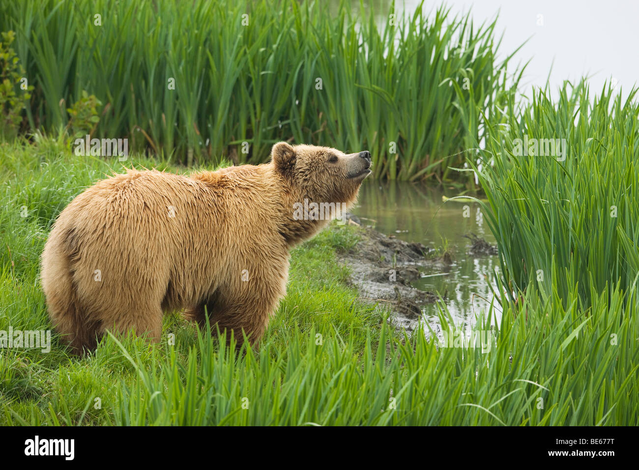 Europäischer Braunbär (Ursus Arctos) stehen am Rand Wassers beim schnuppern. Stockfoto