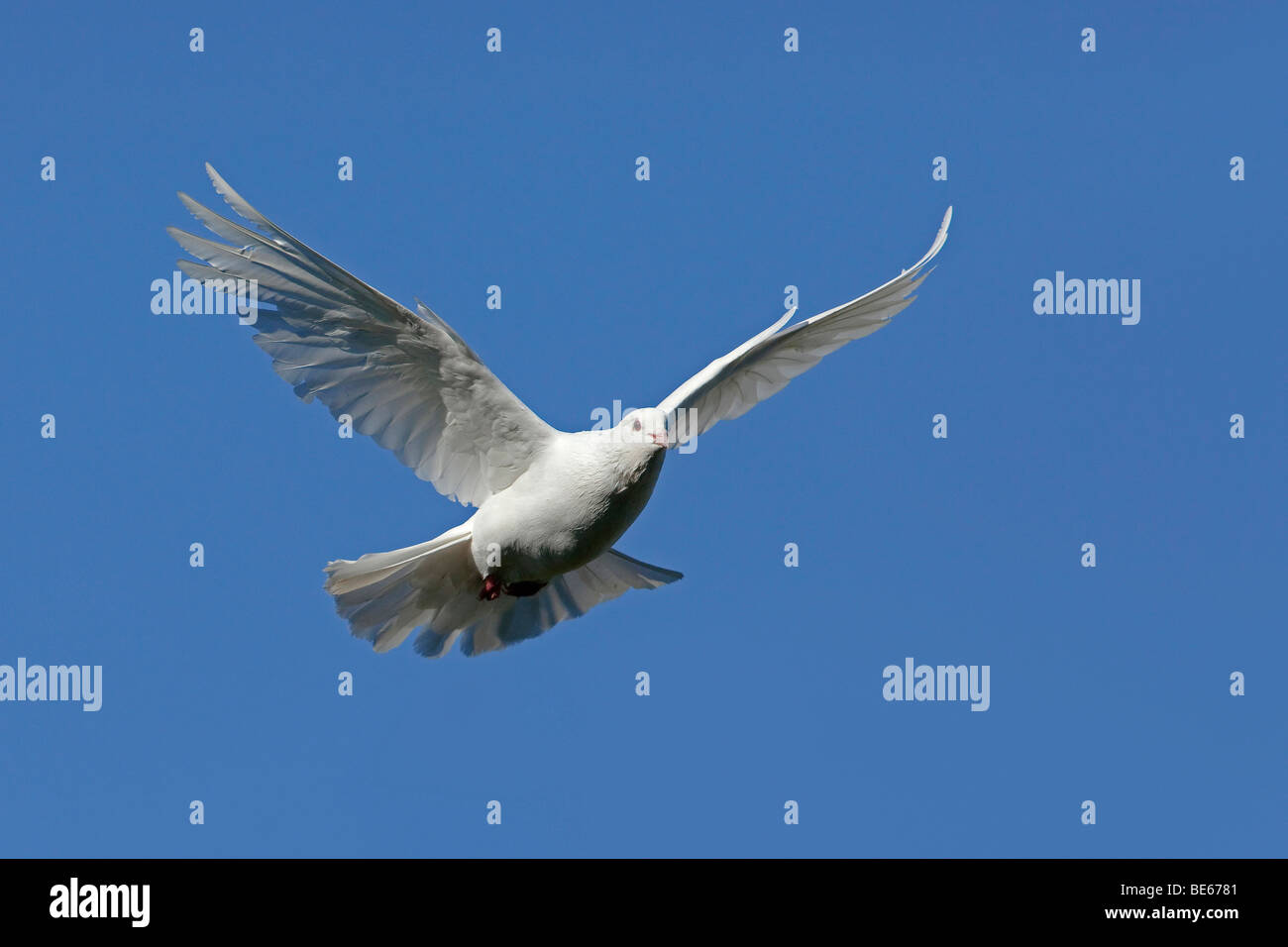 Häusliche Taube (Columba Livia Domestica). Weiße Taube im Flug. Stockfoto