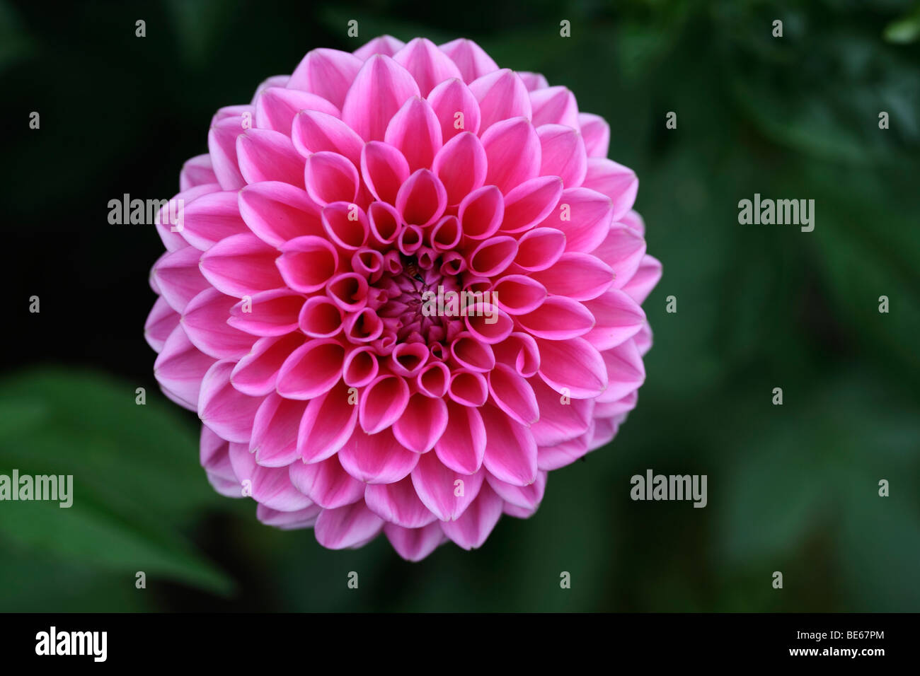 Blume ein Pompom Dahlie (Dahlia Hybrida) Stockfoto