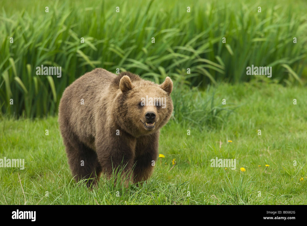Europäischer Braunbär (Ursus Arctos) über eine Wiese laufen. Stockfoto