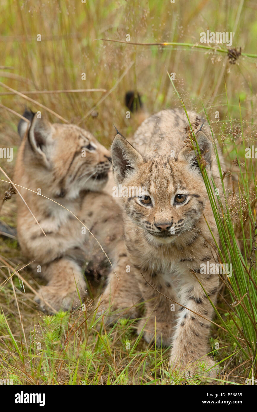 Europäischer Luchs (Felis Lynx, Lynx Lynx). Zwei junge in hohe Gräser. Stockfoto