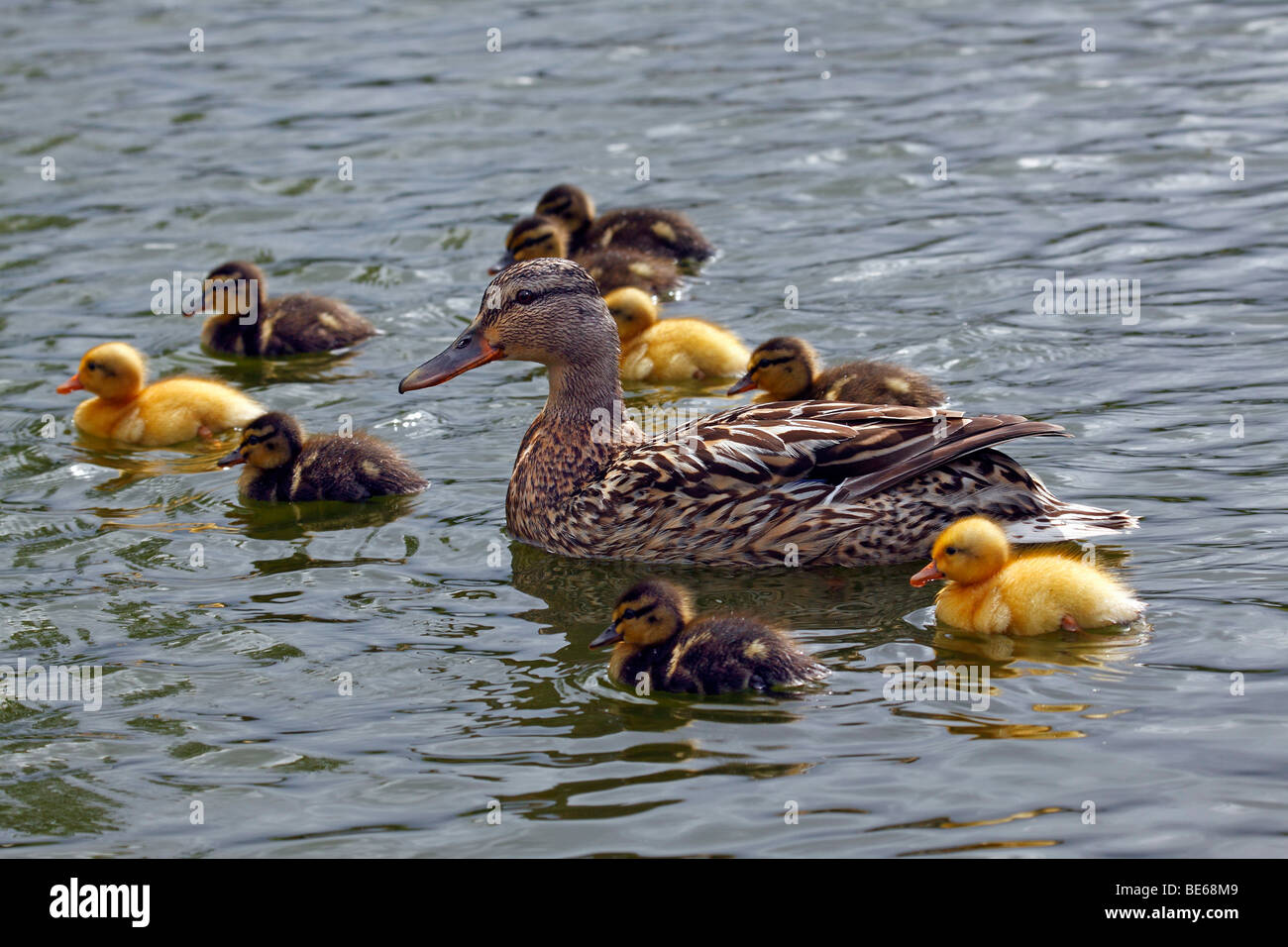 Weibliche Stockente mit Küken (Anas Platyrhynchos) Stockfoto