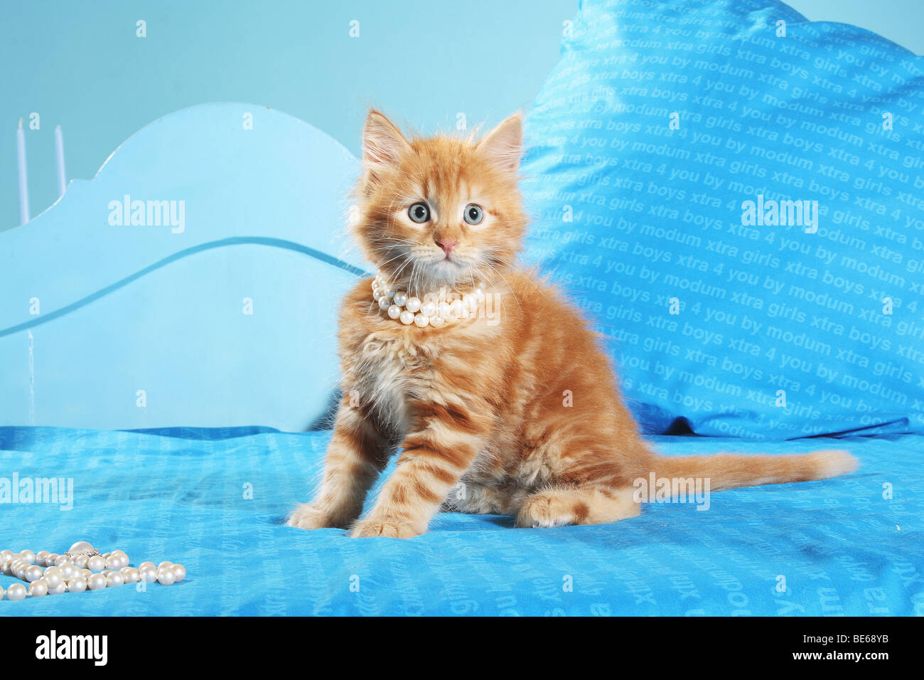 Sibirische Katze - Kätzchen mit Perlenkette auf Bett Stockfoto
