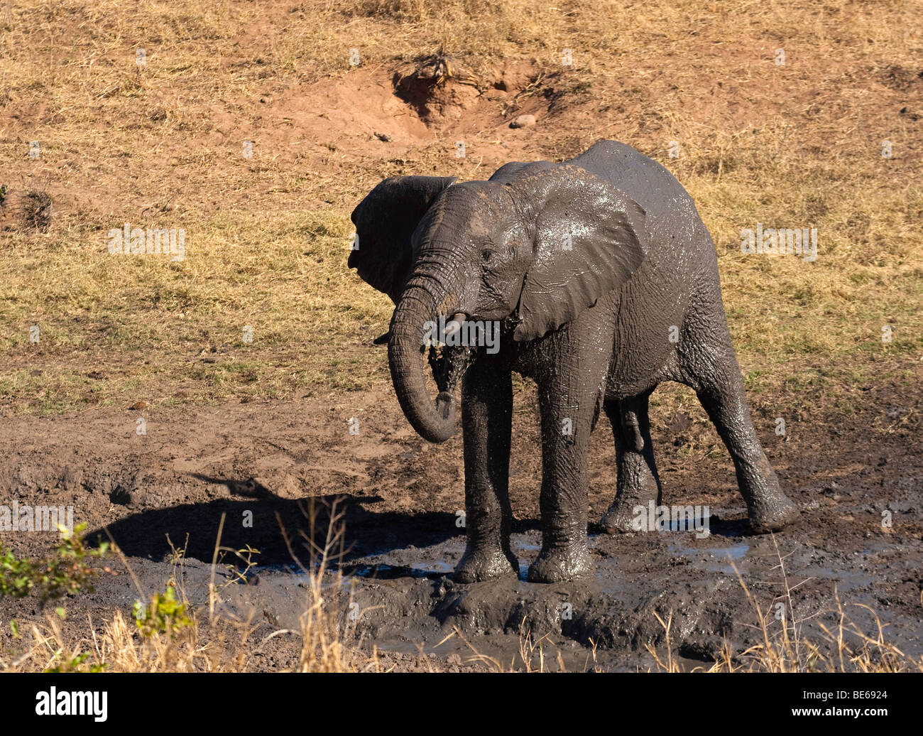 Elefant Schlammbad Stockfoto