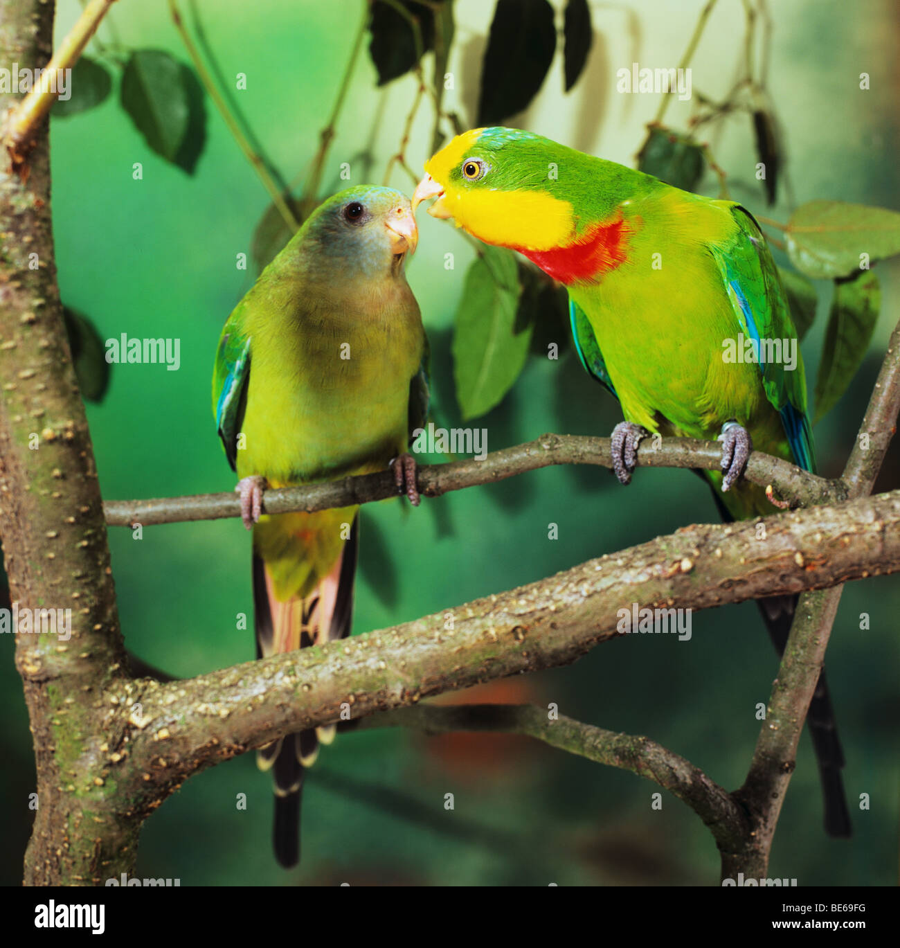 Hervorragende Papageien-paar auf AST / Polytelis Swainsonii Stockfoto