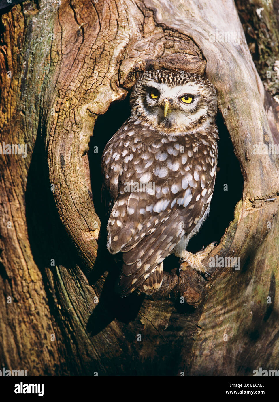 Steinkauz vor Baumhöhle / Athene Noctua Stockfoto