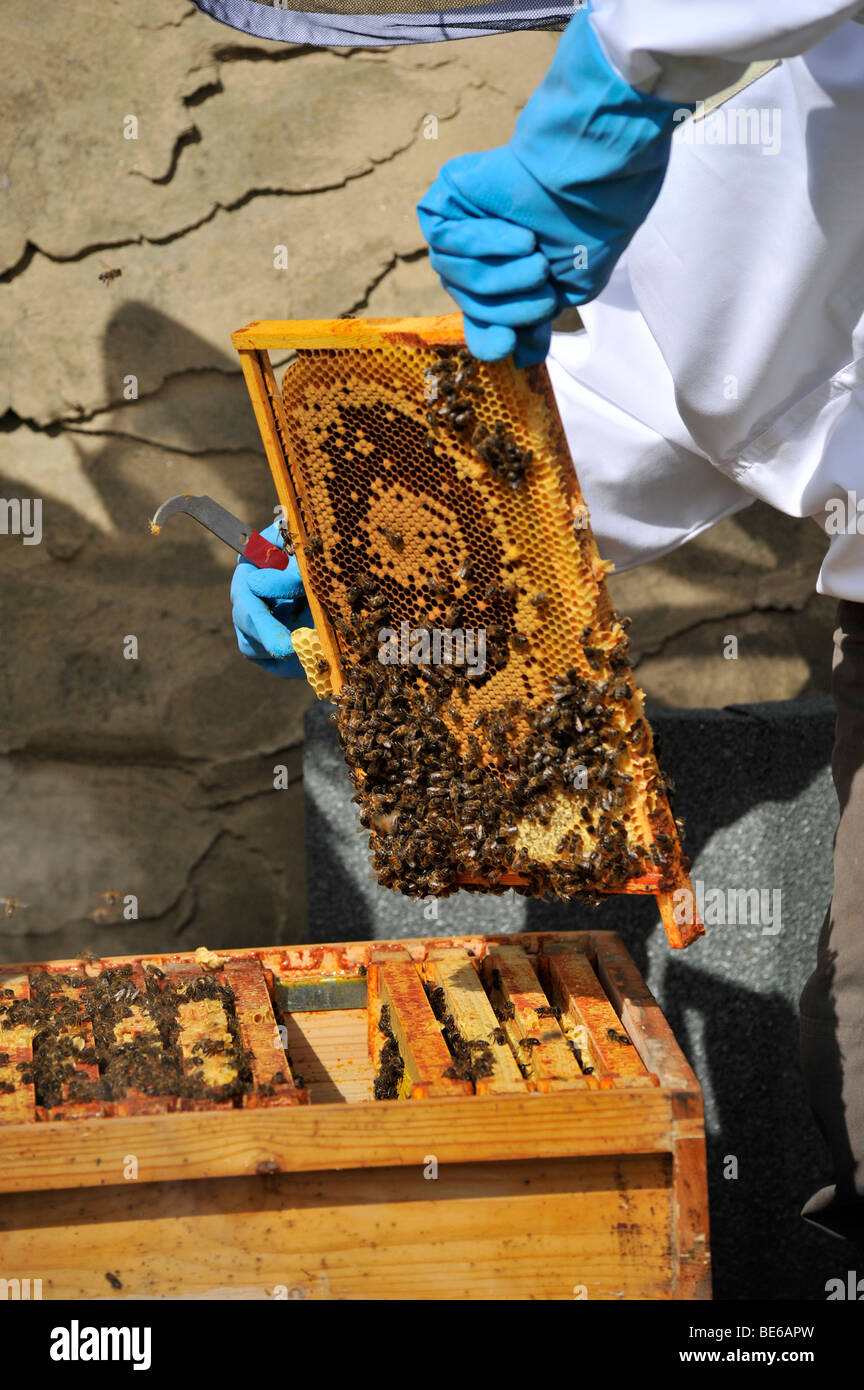 Imker Bienenvolk zu prüfen, während "Health Check" Stockfoto