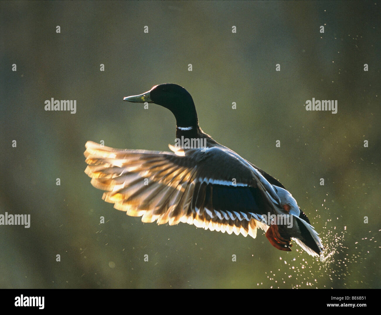 Stockente - fliegen / Anas Platyrhynchos Stockfoto