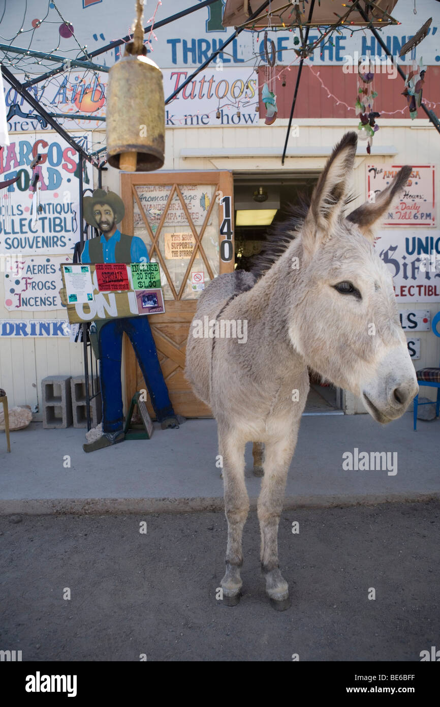 Westliche Altstadt Oatman, Kalifornien entlang der klassischen Route 66. Stockfoto