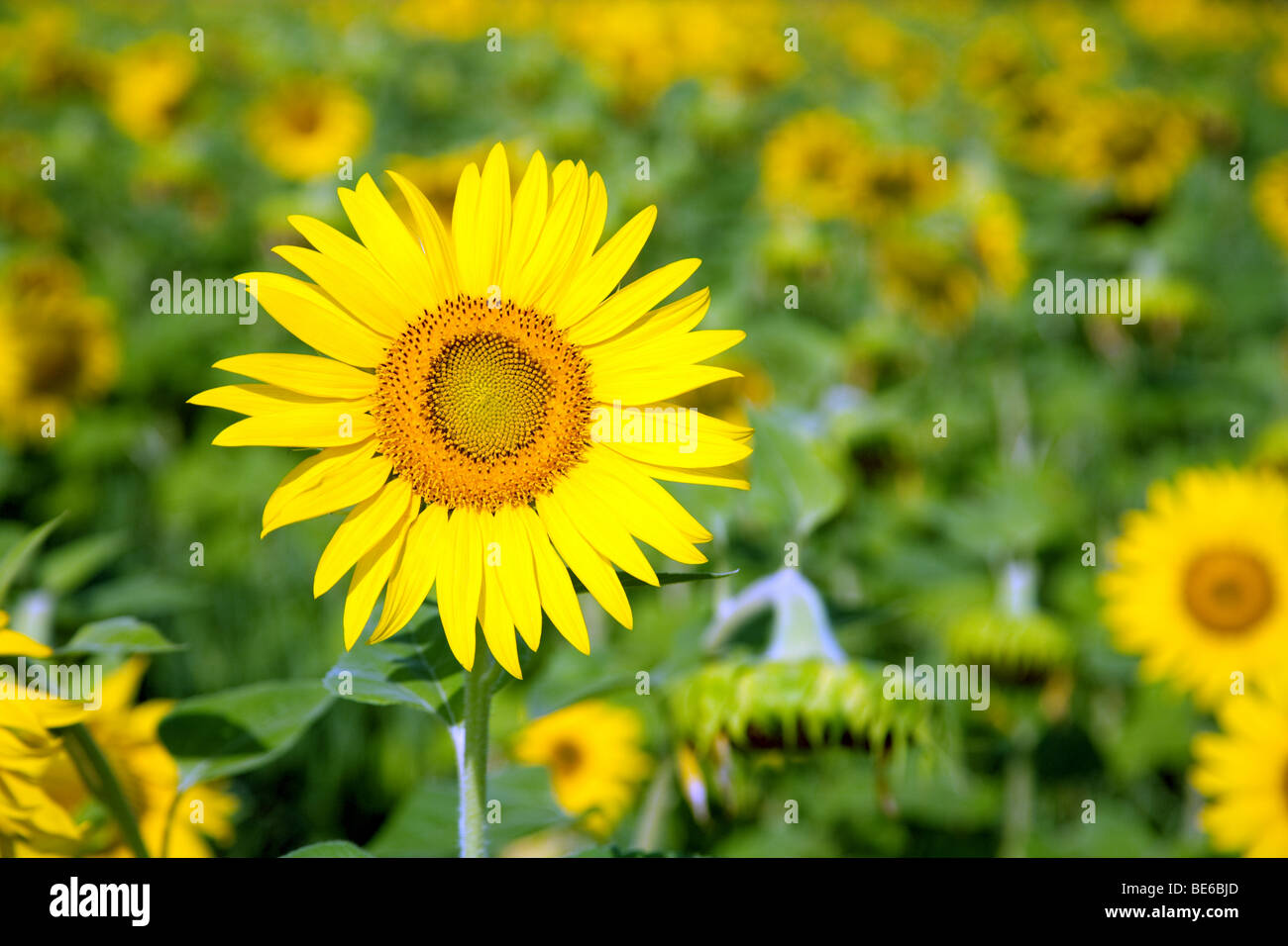 Sonnenblumenfeld, Aquitaine, Frankreich Stockfoto