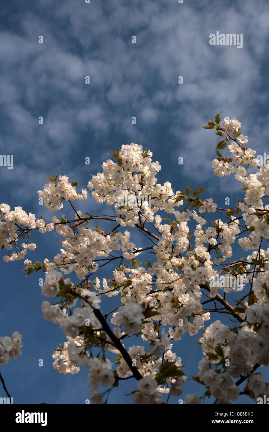 Blüte und fleckige blauer Himmel Stockfoto