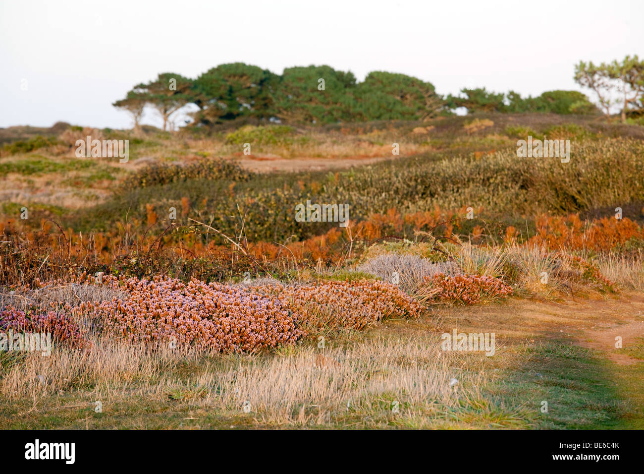 wilden Moorlandschaft auf Groix Insel, Stift Männer zeigen, Bretagne, Frankreich Stockfoto