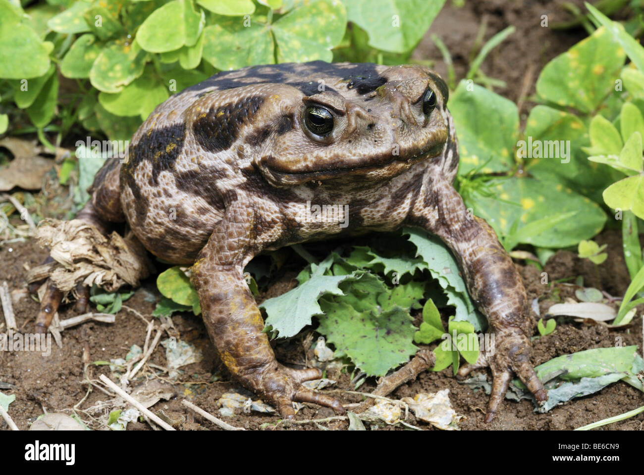 Aga-Kröte (Bufo Marinus) Stockfoto