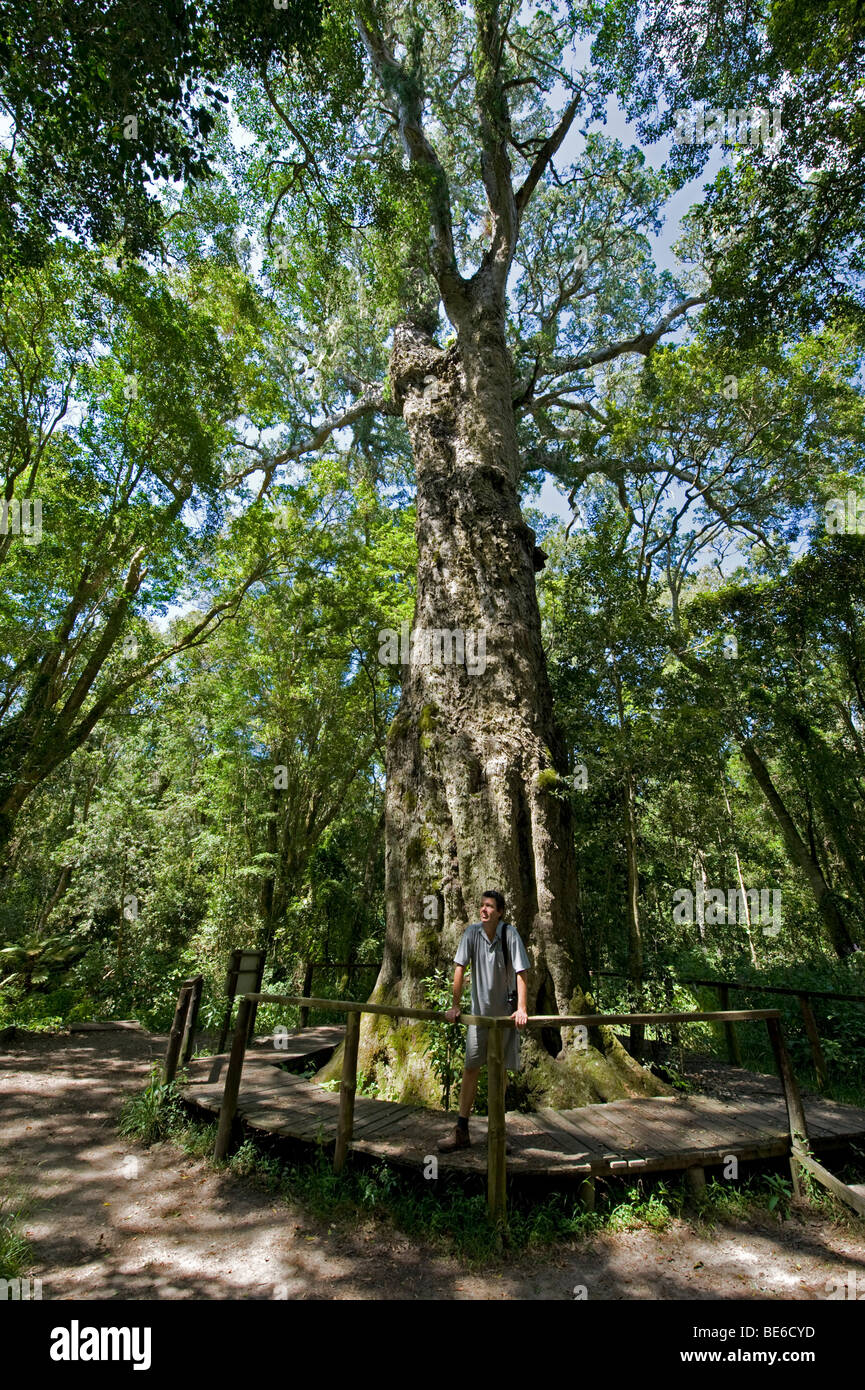 Woodville Big Tree Waldweg, Wilderness National Park, Garden Route, Südafrika Stockfoto