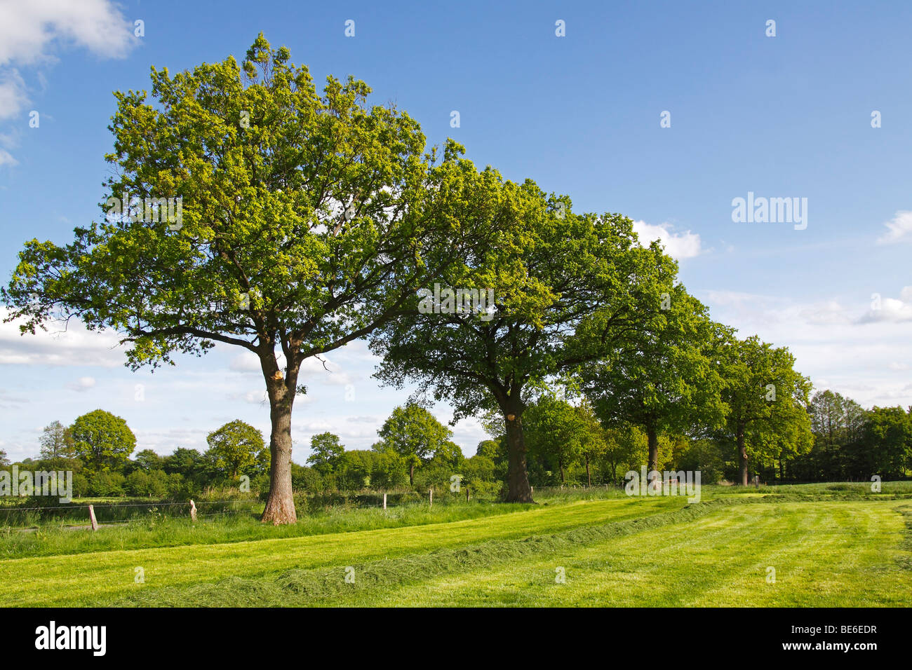 Landschaft im Frühjahr mit Stieleichen, pedunculate Eiche (Quercus Robur), frisches grünes Laub im Mai Nature Reserve Oberalsterni Stockfoto