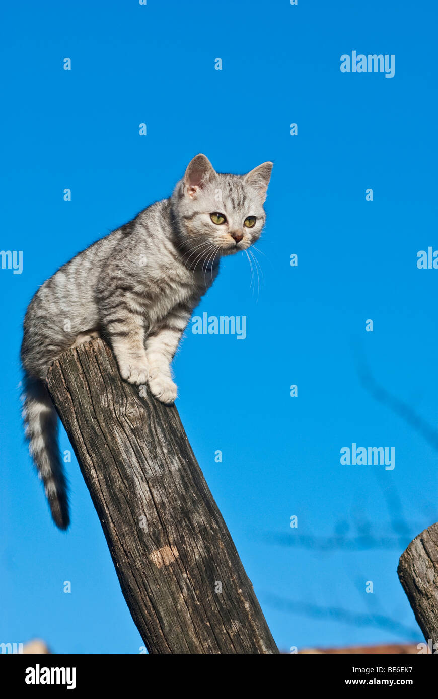 Hauskatze, 14 Wochen, sitzen auf der pole Stockfoto
