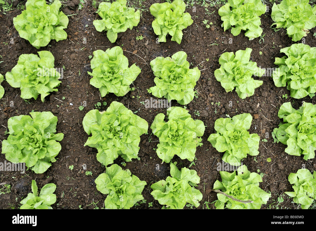 Bett mit Salat, Bio Landwirtschaft, Petropolis, Rio De Janeiro, Brasilien, Südamerika Stockfoto