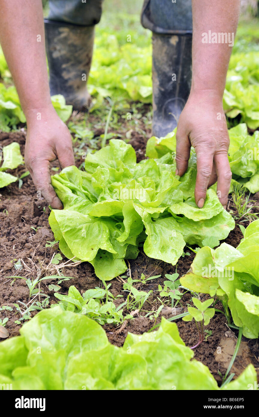 Ernte von Salat, Bio-Landwirtschaft, Petropolis, Rio De Janeiro, Brasilien, Südamerika Stockfoto