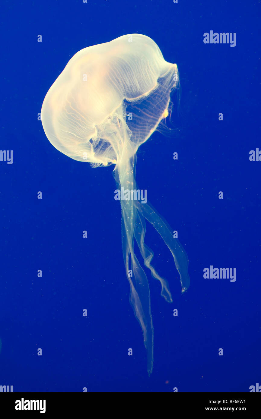 Mond-Gelee oder Mond Qualle (Aurelia Golden), Ozeanarium Underwater World, Sentosa, Singapur, Südostasien Stockfoto
