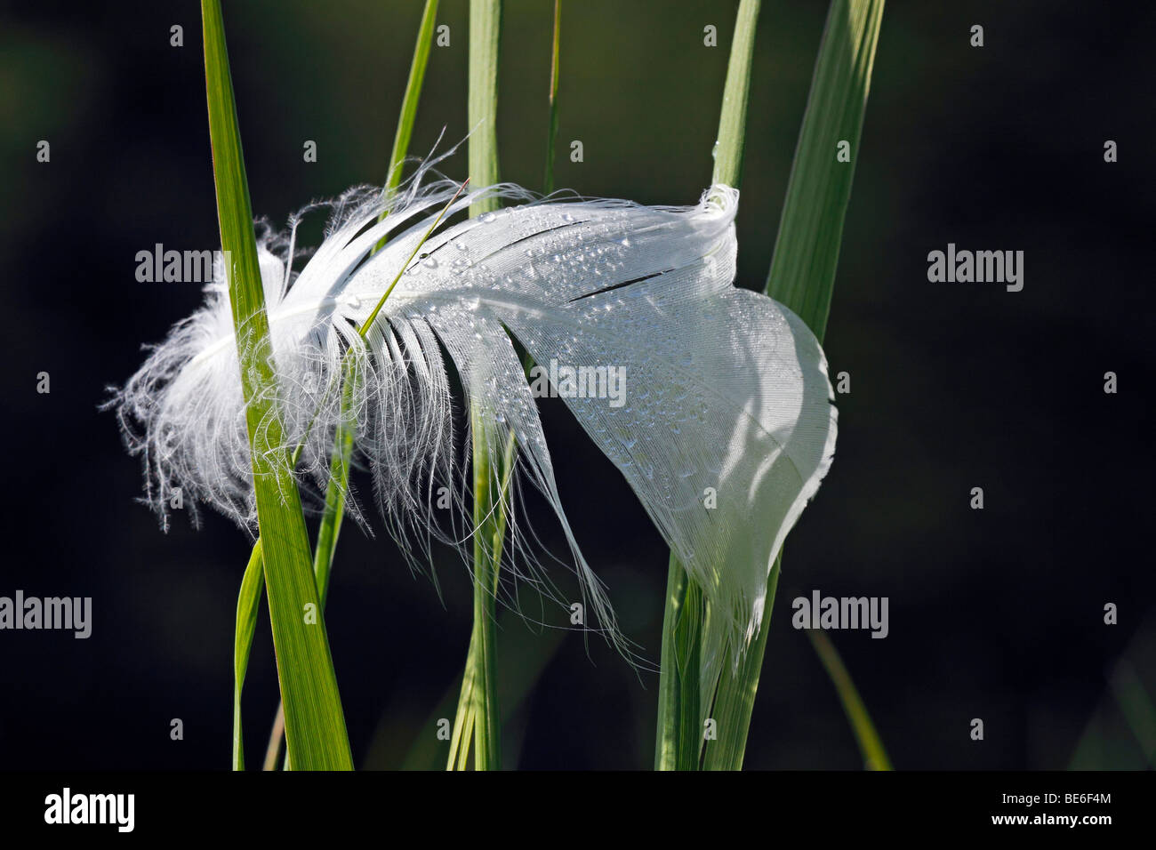 Weiße Höckerschwan Feder bedeckt mit Tautropfen Stockfoto