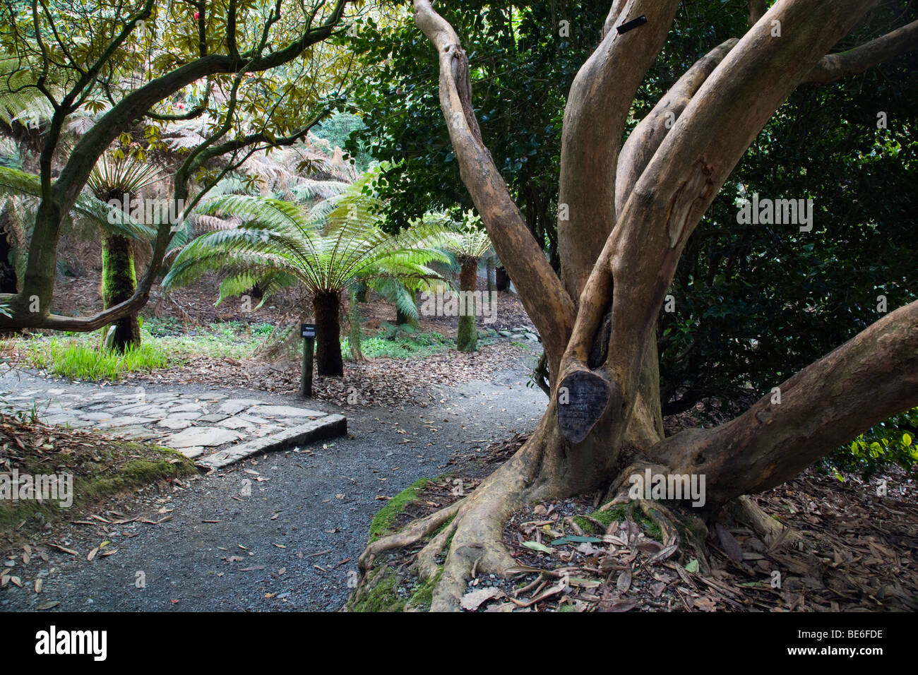 Trebah Garten; Cornwall; Baumfarne; Stockfoto