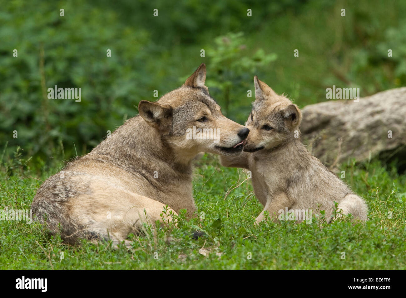 Europäische graue Wolf (Canis Lupus). Welpe mit Erwachsenen spielen. Stockfoto