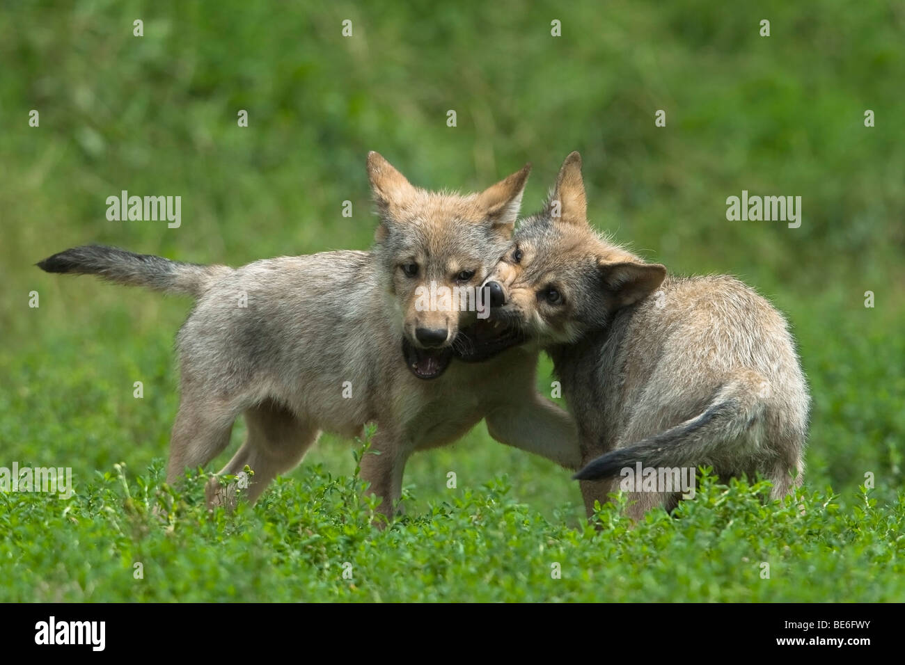 Europäische graue Wolf (Canis Lupus). Zwei Welpen Streitereien. Stockfoto
