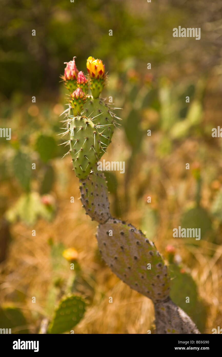CA, USA - Kaktus auf Santa Catalina Island Stockfoto