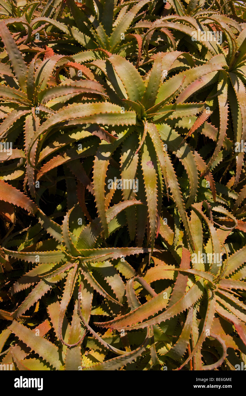 CA, USA - Red Hot Poker Kaktus Pflanze auf Santa Catalina Island Stockfoto
