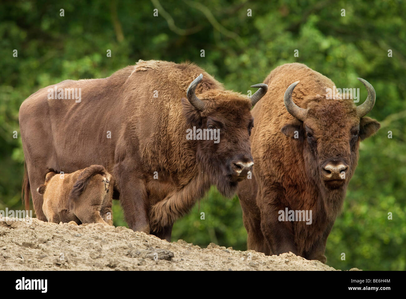 Europäische Bison (Bison Bonasus), Familie. Stockfoto