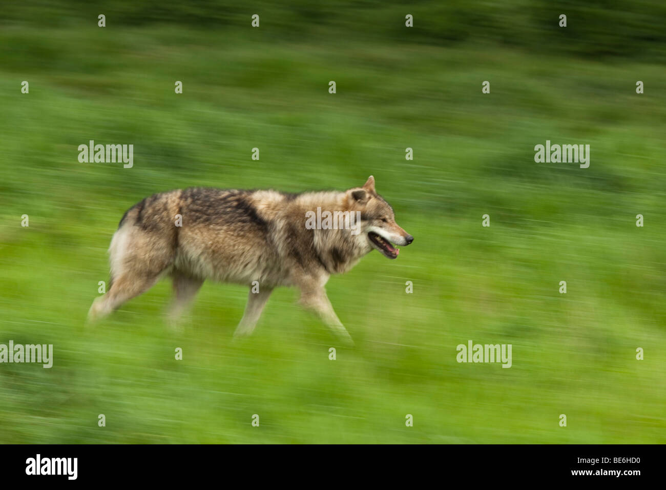 Europäische graue Wolf (Canis Lupus), ausgeführt. Stockfoto