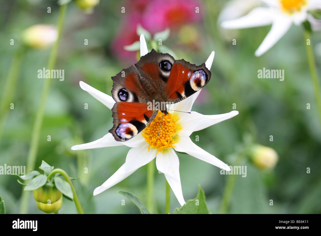 Tagpfauenauge (Inachis Io) auf eine Orchidee Dahlie (Dahlia Hybrida) Stockfoto