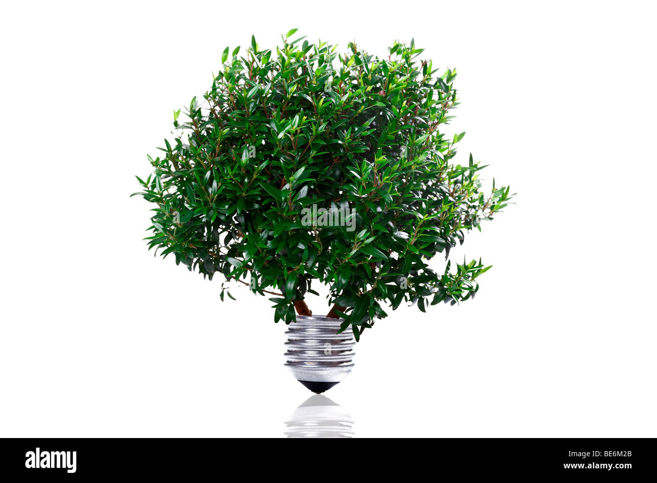 Baum wächst aus einer Zwiebel, symbolisch für grüne Energie Stockfoto