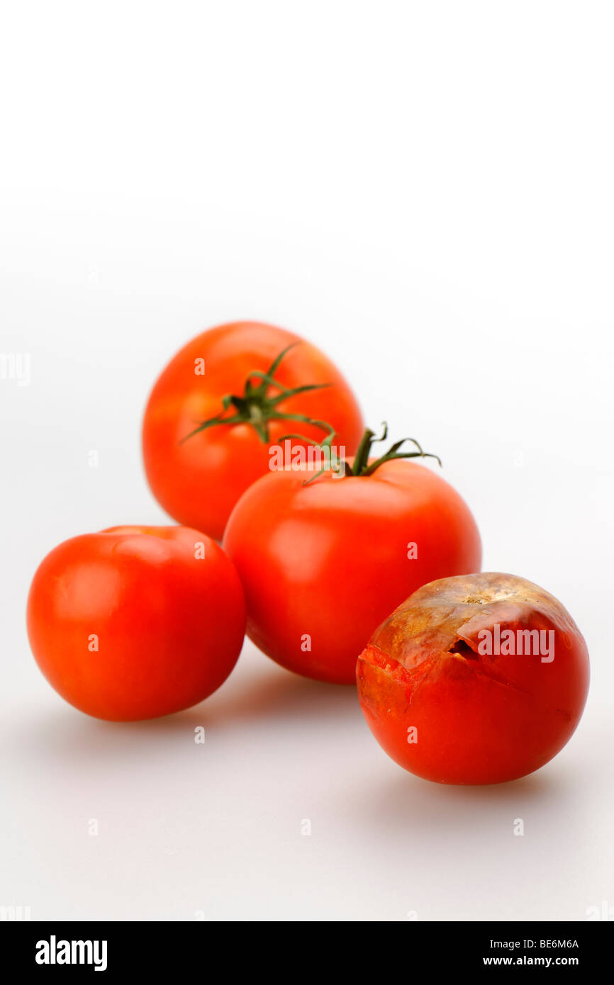 Faule Tomaten Stockfoto