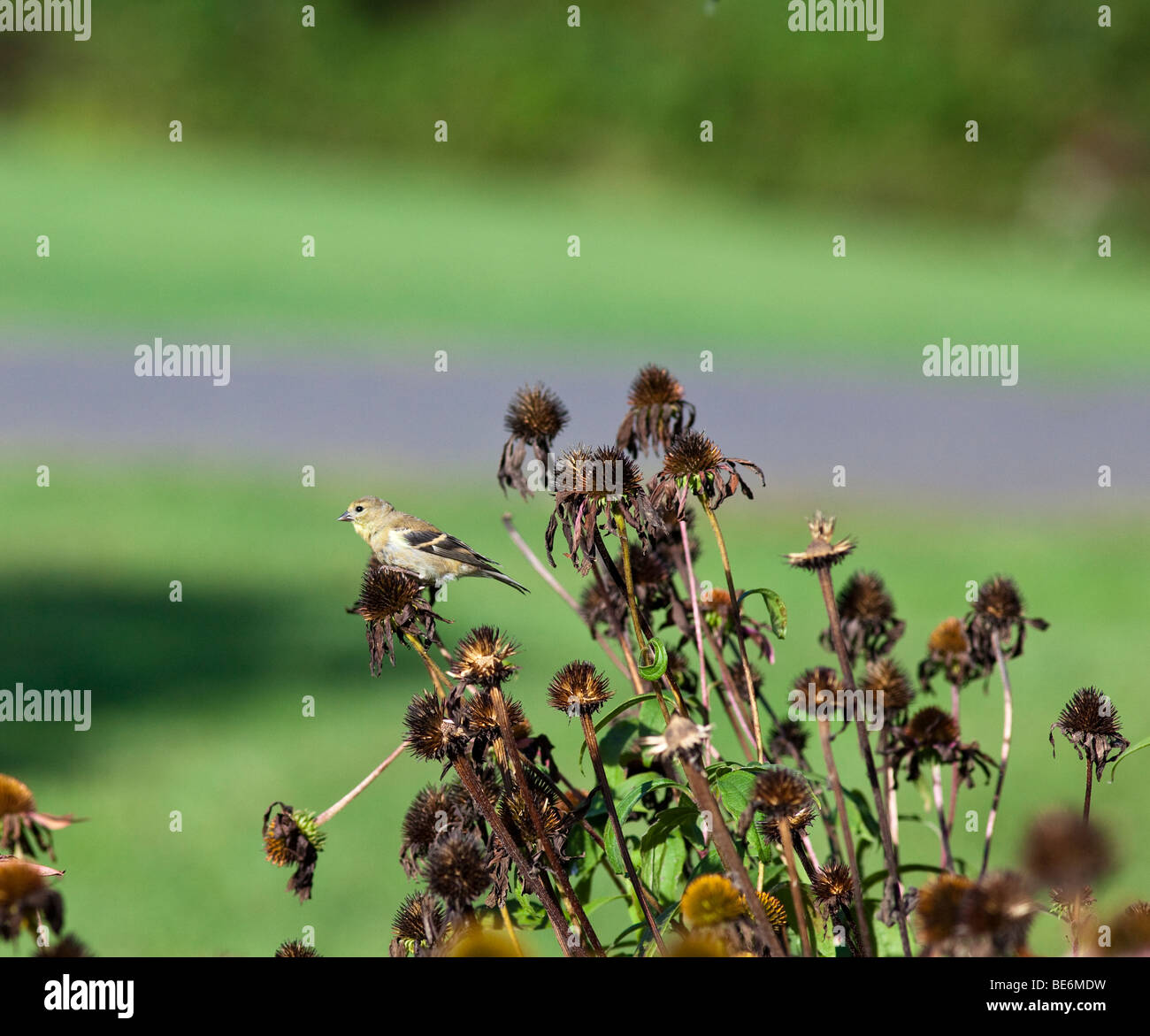 Eine amerikanische Stieglitz Zuchtjahr Tristis thront auf einem herbstlichen Sonnenhut Essen Samen. Stockfoto