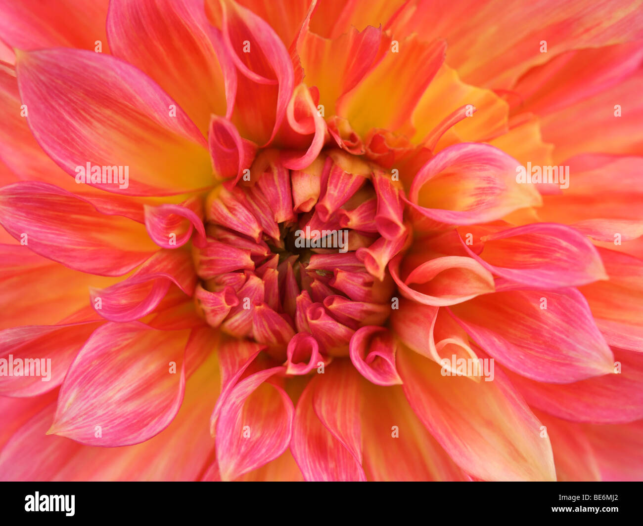 Nahaufnahme von schön gefärbten Dahlia Blume Stockfoto
