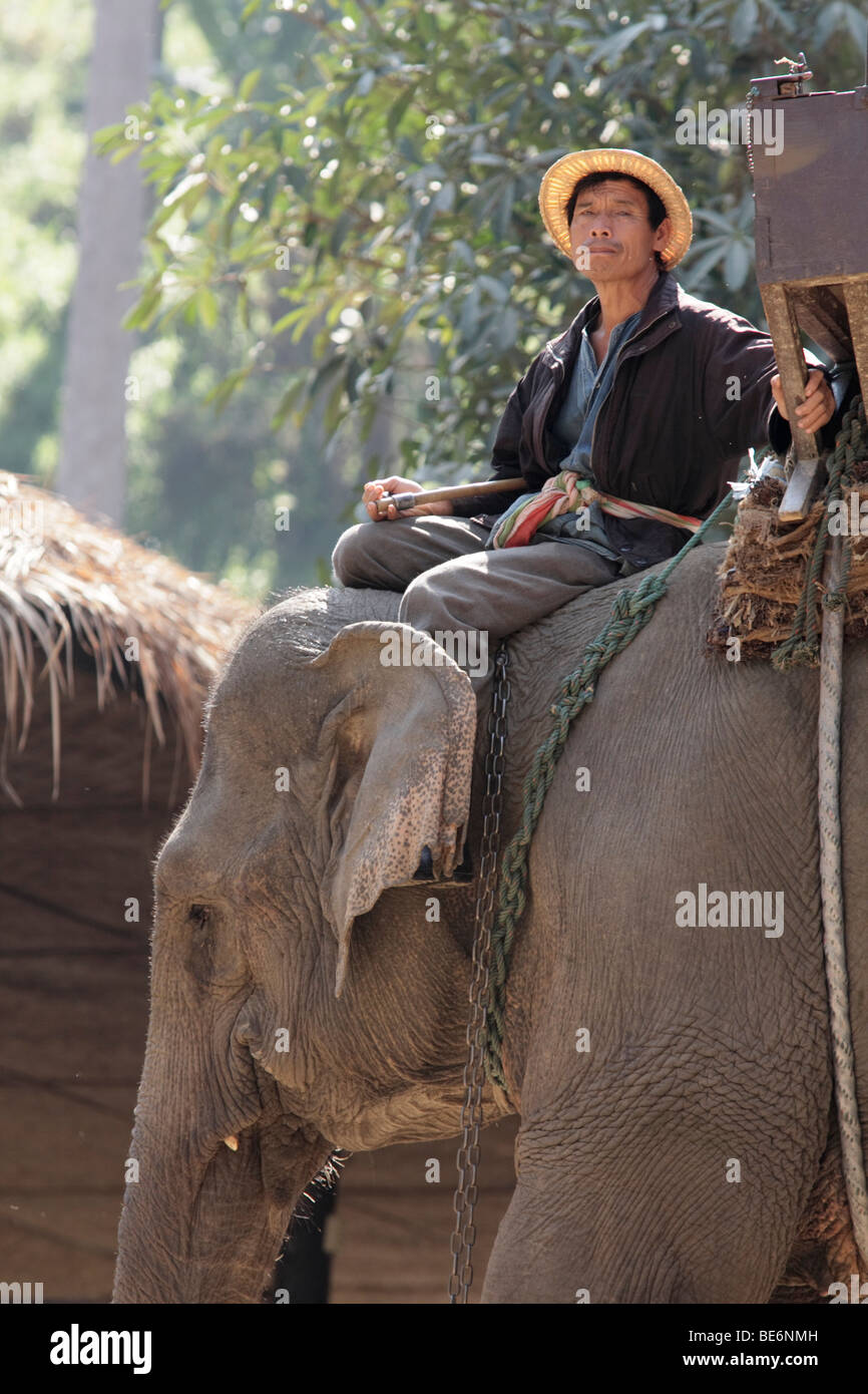 Elefant mit Mahut, Führer, Elefantenlager in Chiang Mai, Nord-Thailand, Thailand, Asien Stockfoto