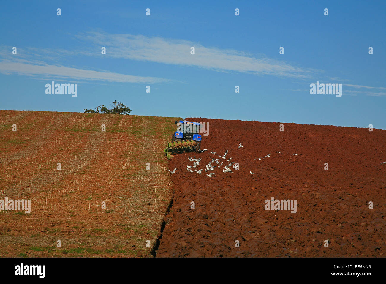 Herbst Pflügen in einem Feld in Cannington, Somerset, England, UK Stockfoto