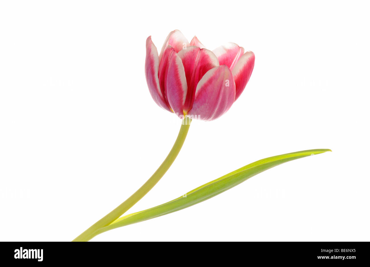 Tulpe (Tulipa) Stockfoto