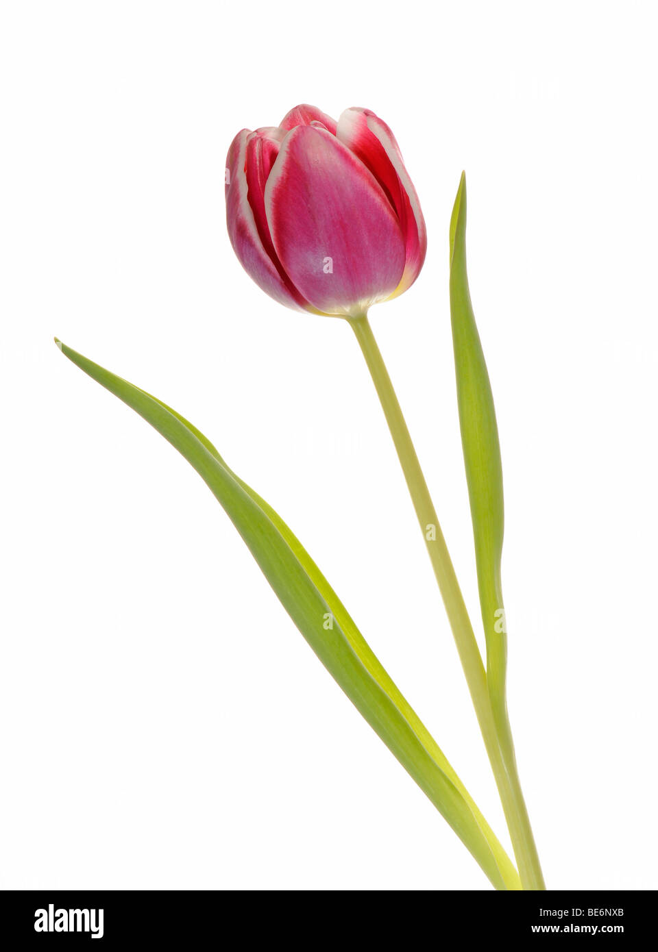 Tulpe (Tulipa) Stockfoto