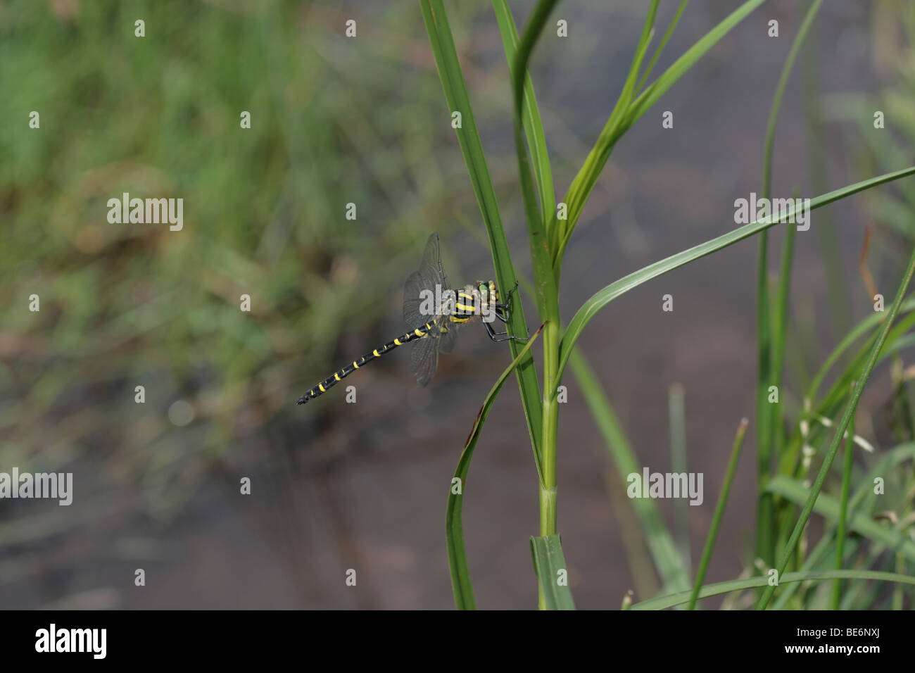 Golden Dragonfly (Cordulegaster boltonii Beringt) Stockfoto