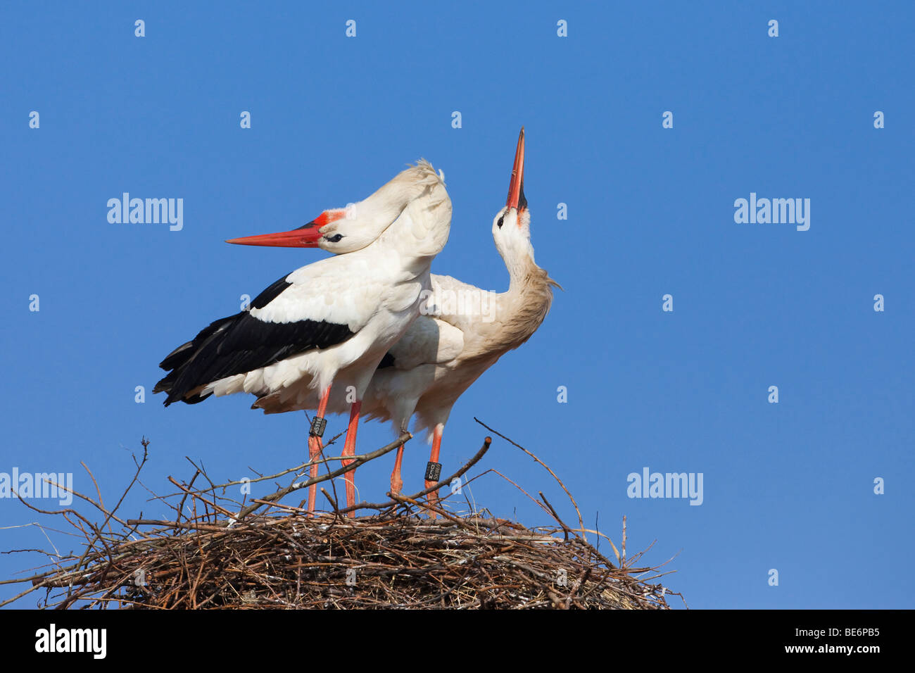 Europäische Weißstorch (Ciconia Ciconia), zwar paar auf Nest stehend Rechnung klappern. Stockfoto