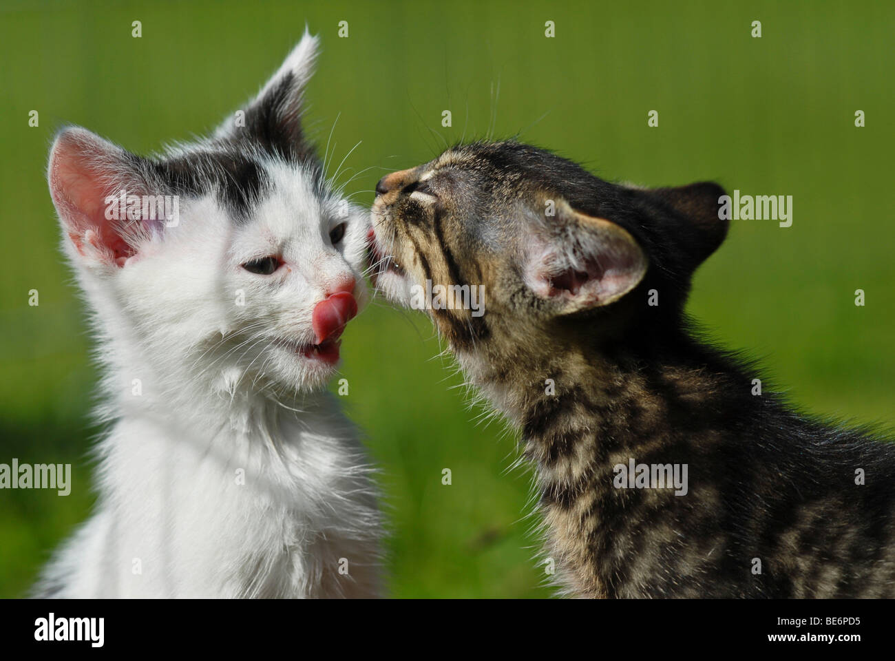 Hauskatzen, Katzen lecken einander ins Gesicht Stockfoto