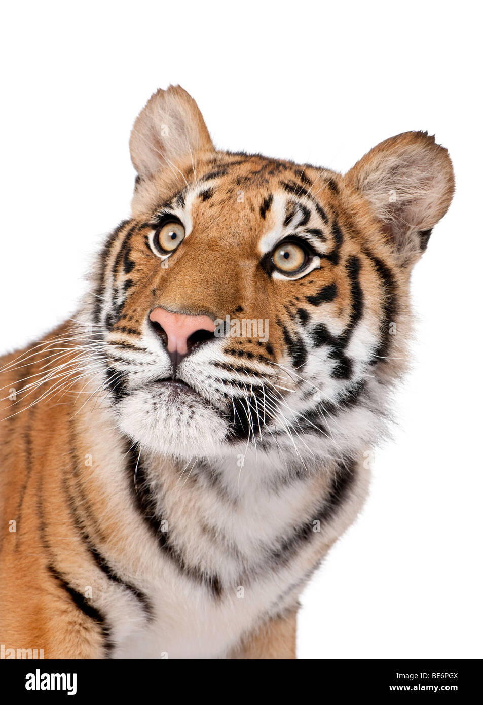 Close-up Portrait von Bengal Tiger, Panthera Tigris Tigris, 1 Jahr alt, vor weißem Hintergrund, Studio gedreht Stockfoto