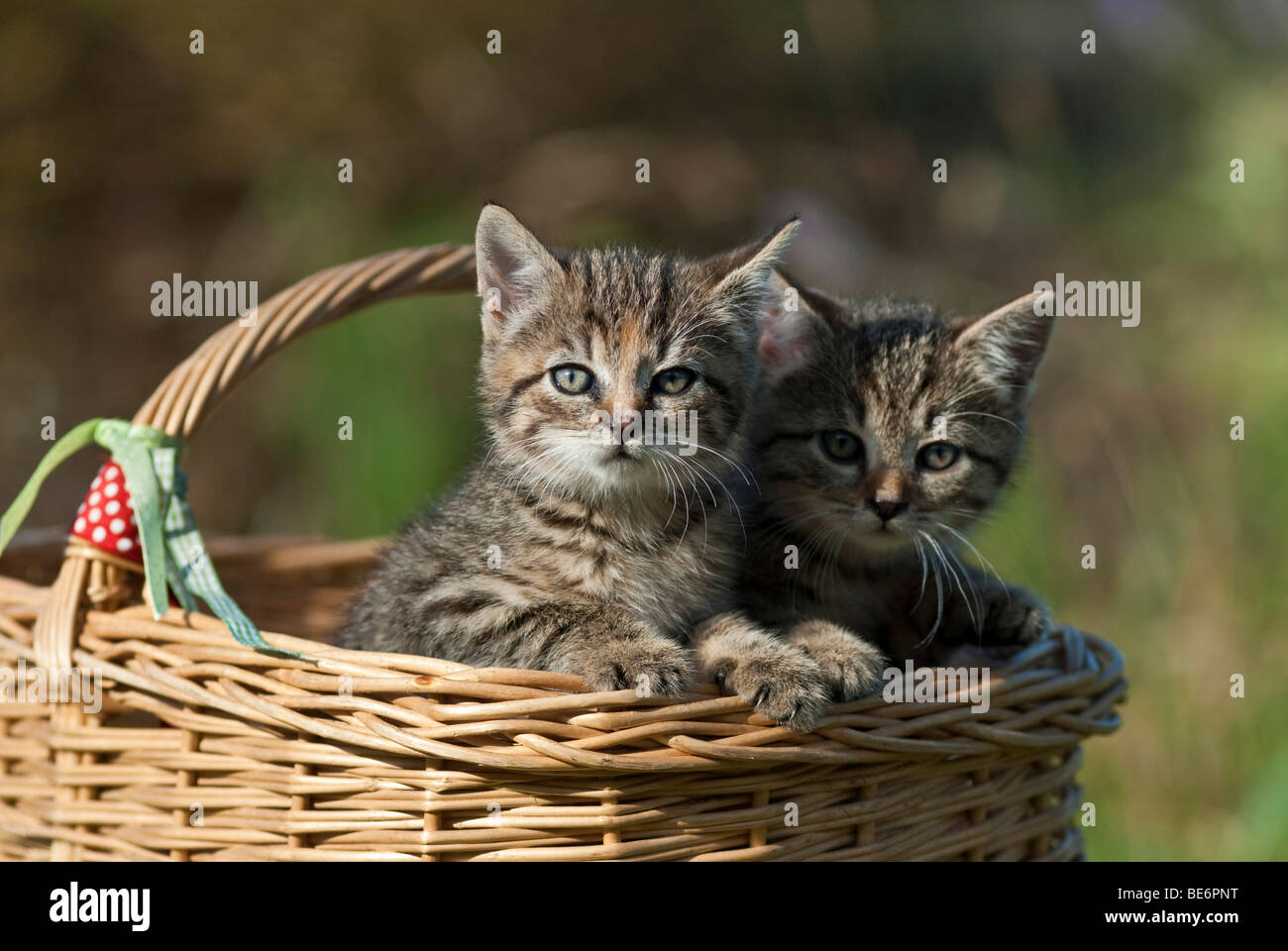 Zwei Hauskatzen, Kätzchen in einem Weidenkorb Stockfoto